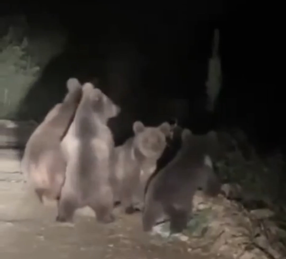 DÜZCE'NİN AKÇAKOCA İLÇESİNE BAĞLI AKKAYA KÖYÜNDE, ORMANLIK ALANDAN YOL KENARINA İNEN ANNE AYI VE 3...