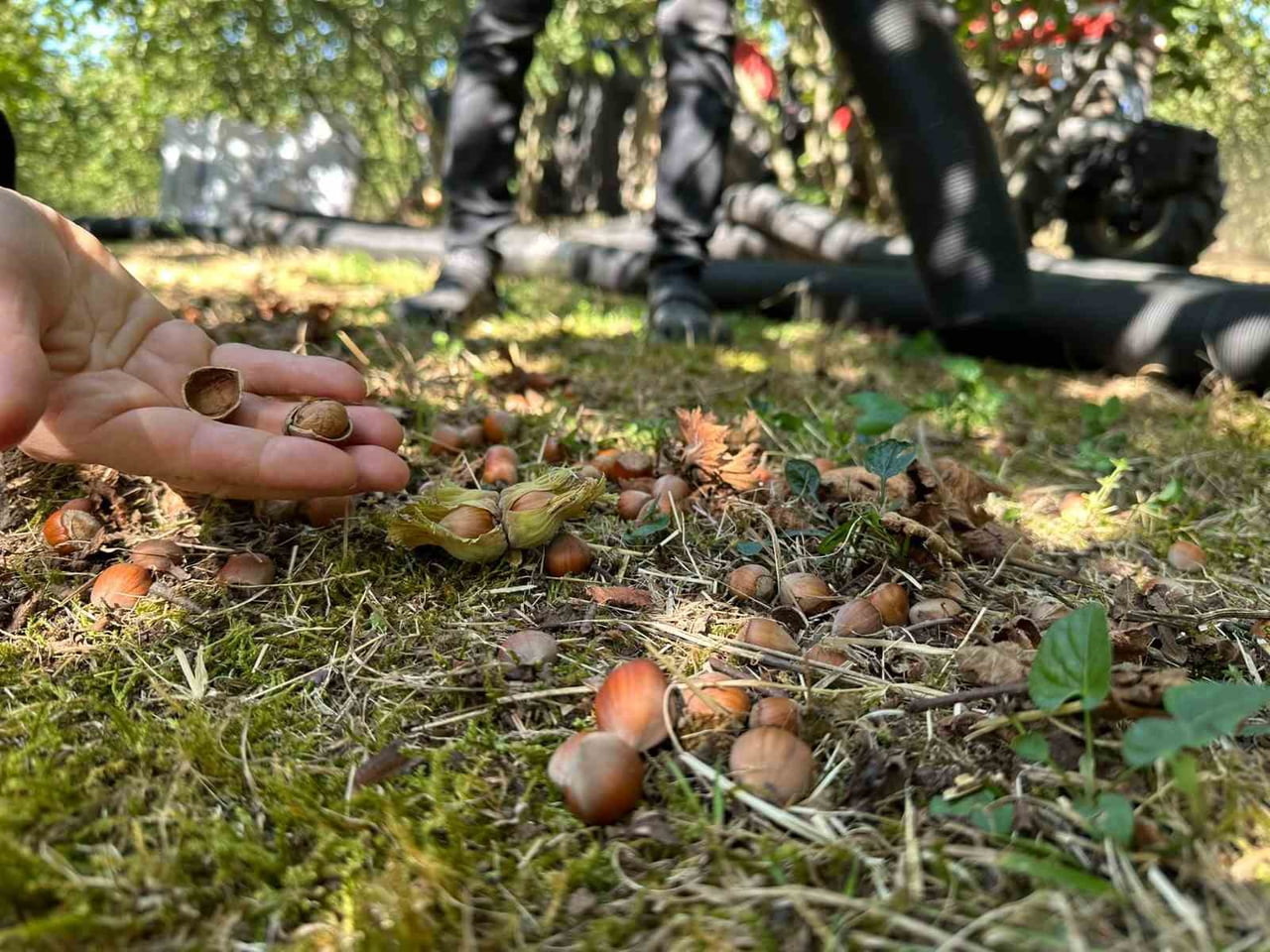 DÜZCE’DE TARIMSAL ÜRÜNLERİN GELİŞİM DURUMU, İL VE İLÇE TARIM VE ORMAN MÜDÜRLÜKLERİNDE GÖREVLİ...