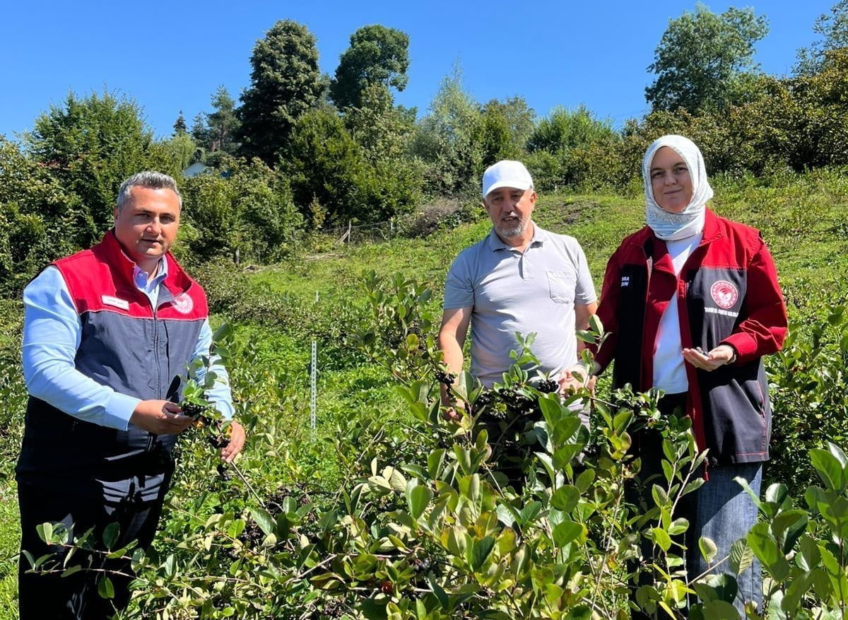 DÜZCE’NİN KAYNAŞLI İLÇESİNDE 5 DEKARLIK ALANDA İYİ TARIM UYGULAMALARI KAPSAMINDA YETİŞTİRİLEN...