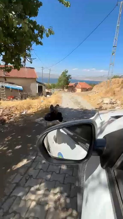 ELAZIĞ'DA YAŞLI BİR ADAM, ELİNDEN ZİNCİRLE AĞACA BAĞLANMIŞ ŞEKİLDE GÖRÜNTÜLENDİ.