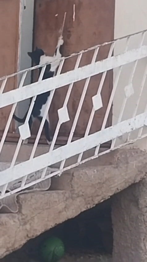 ELAZIĞ’DA BİR KEDİ, EVİN İÇİNE GİRMEK İÇİN KAPI KOLUNA ASILAN İPİ ÇEKEREK İÇERİ...