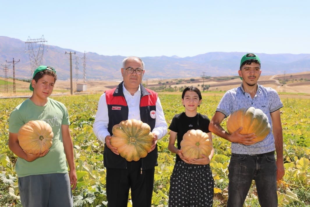 ELAZIĞ’DA KABAK HASADI BAŞLADI: ÜRETİMDE 4 BİN TONUN ÜZERİNDE REKOLTE BEKLENİYOR