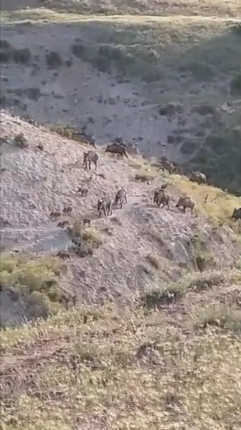ELAZIĞ’IN KOVANCILAR İLÇESİNE BAĞLI KARABÖRK KÖYÜNDE YİYECEK ARAYAN DOMUZ SÜRÜSÜ BİR VATANDAŞIN...
