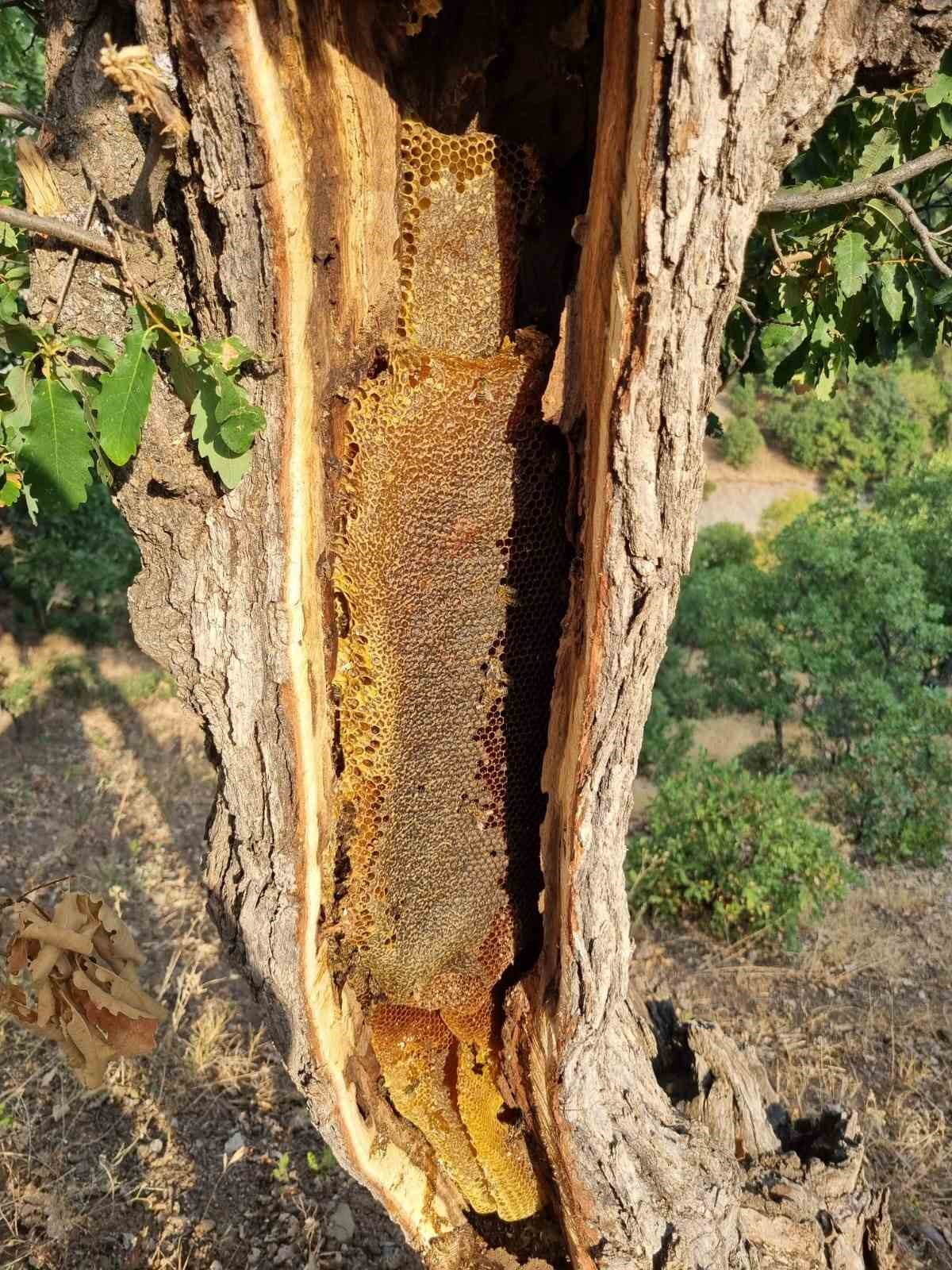 ELAZIĞ’IN PALU İLÇESİNDE AĞAÇ GÖVDESİ İÇERİSİNDEN KİLOLARCA BAL ÇIKARTILDI