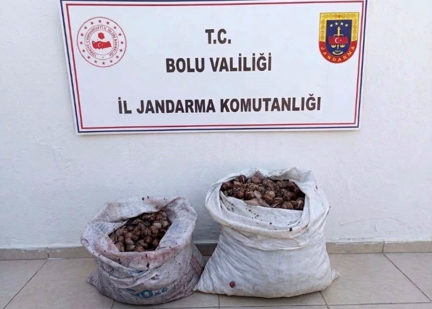 ELE GEÇİRİLEN SALYANGOZLAR TEKRAR DOĞAYA BIRAKILDI.