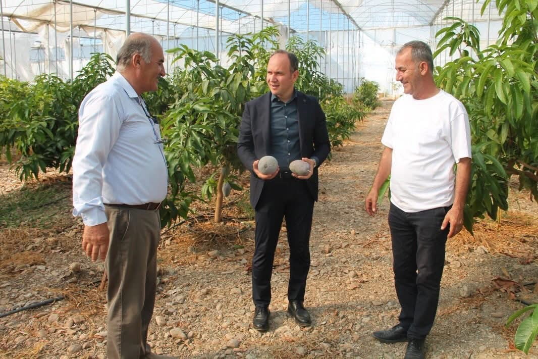 ERZİN KAYMAKAMI YUNUS EMRE AKPINAR, AVOKADO VE MANGO ÜRETİMİ YAPILAN SERADA İNCELEMELERDE...