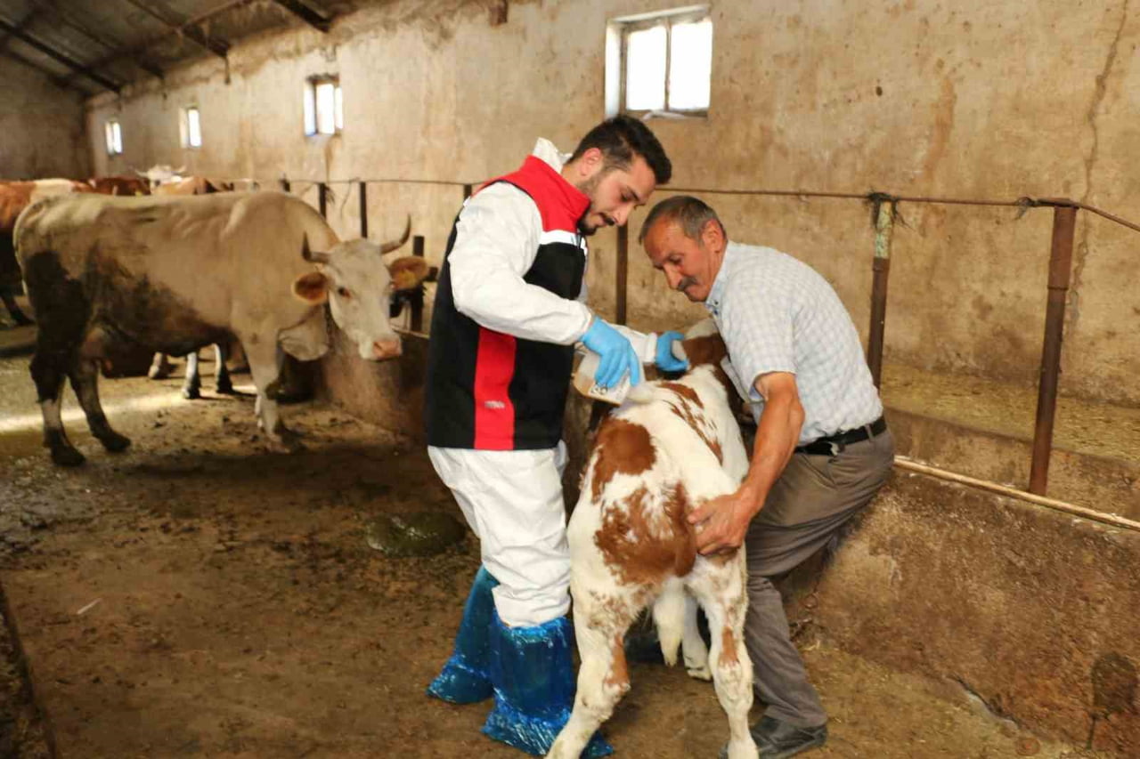 ERZİNCAN'DA HAYVANLARI KENELERE KARŞI KORUMAK İÇİN İLAÇLAMA BAŞLADI