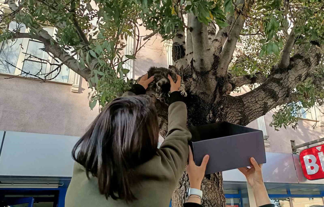 ERZİNCAN’DA AĞACA ÇIKAN YAVRU KEDİ YAŞ MAMAYLA İKNA EDİLEREK KURTARILDI