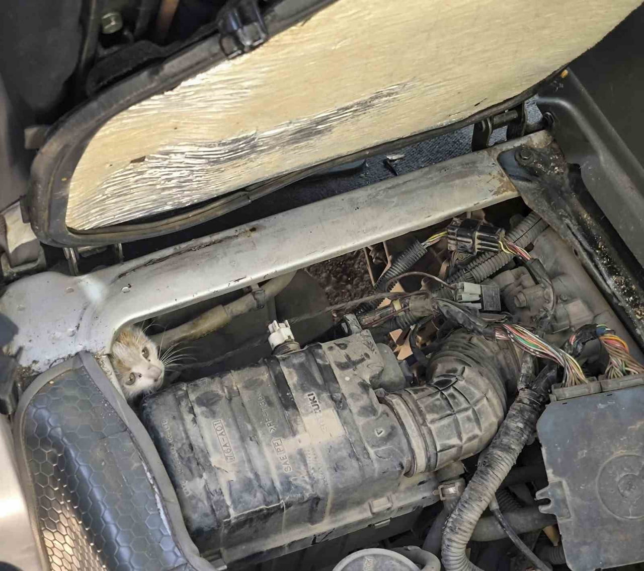 ERZİNCAN’DA ARAÇ MOTORUNDA MAHSUR KALAN YAVRU KEDİ KURTARILDI
