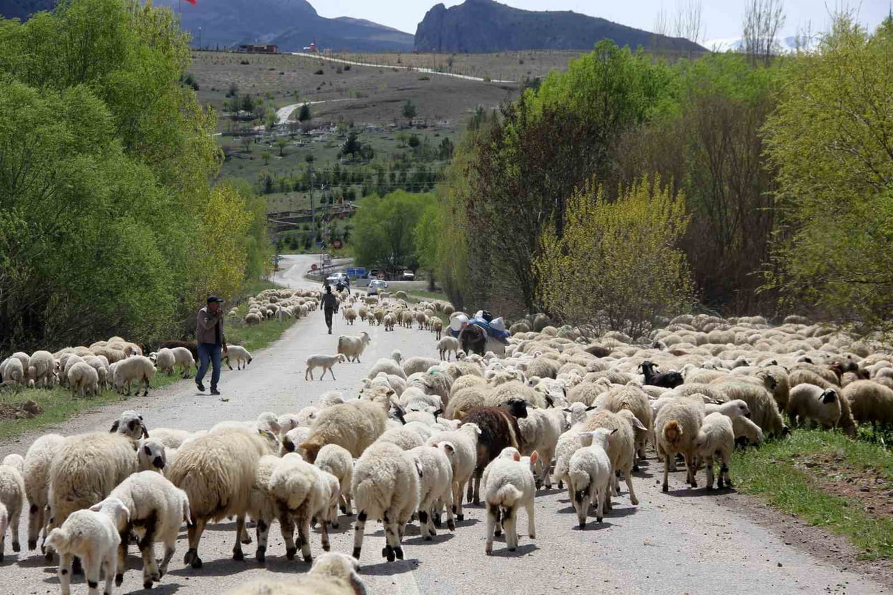 ERZİNCAN’DA YAYLACILAR, 5 AYLIK SEZONUN ARDINDAN DÖNÜŞ YOLCULUĞUNA BAŞLADI