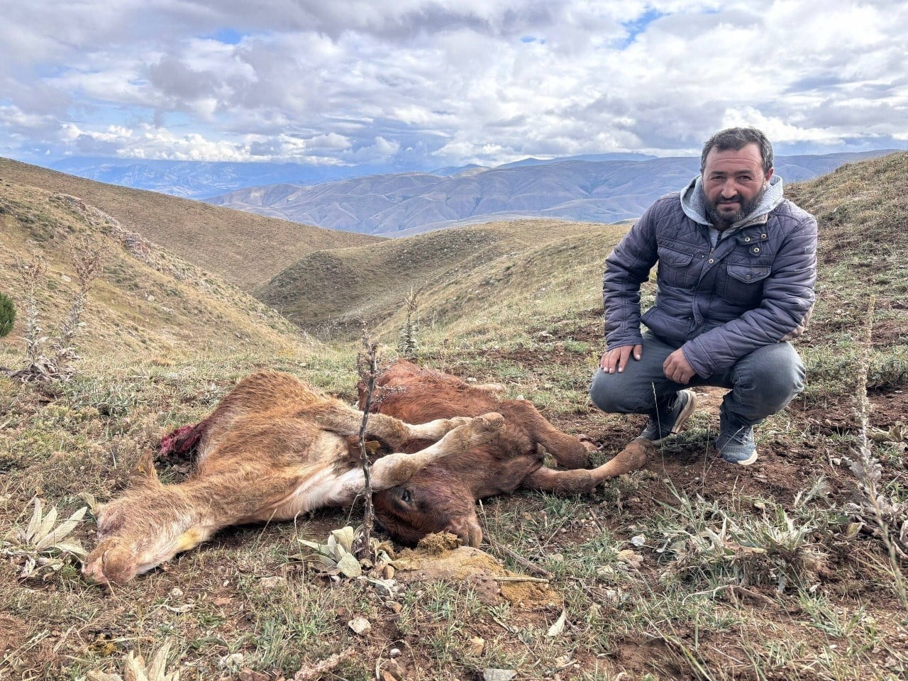 ERZİNCAN’IN MERKEZE BAĞLI KOÇYATAĞI KÖYÜNDE MERADA OTLAYAN BÜYÜKBAŞ HAYVANLARA AYININ SALDIRMASI...