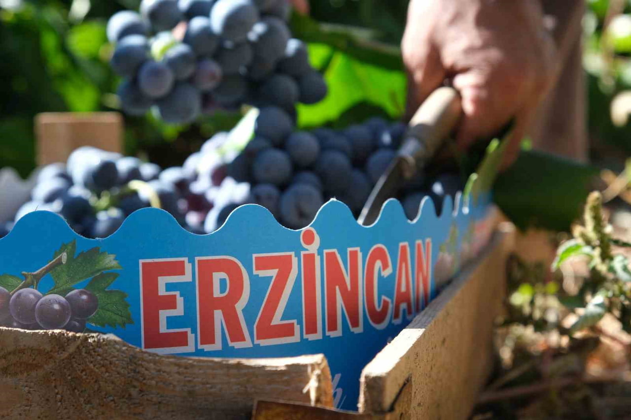 ERZİNCAN’IN SİYAH İNCİSİ CİMİN ÜZÜMÜNDE HASAT ZAMANI