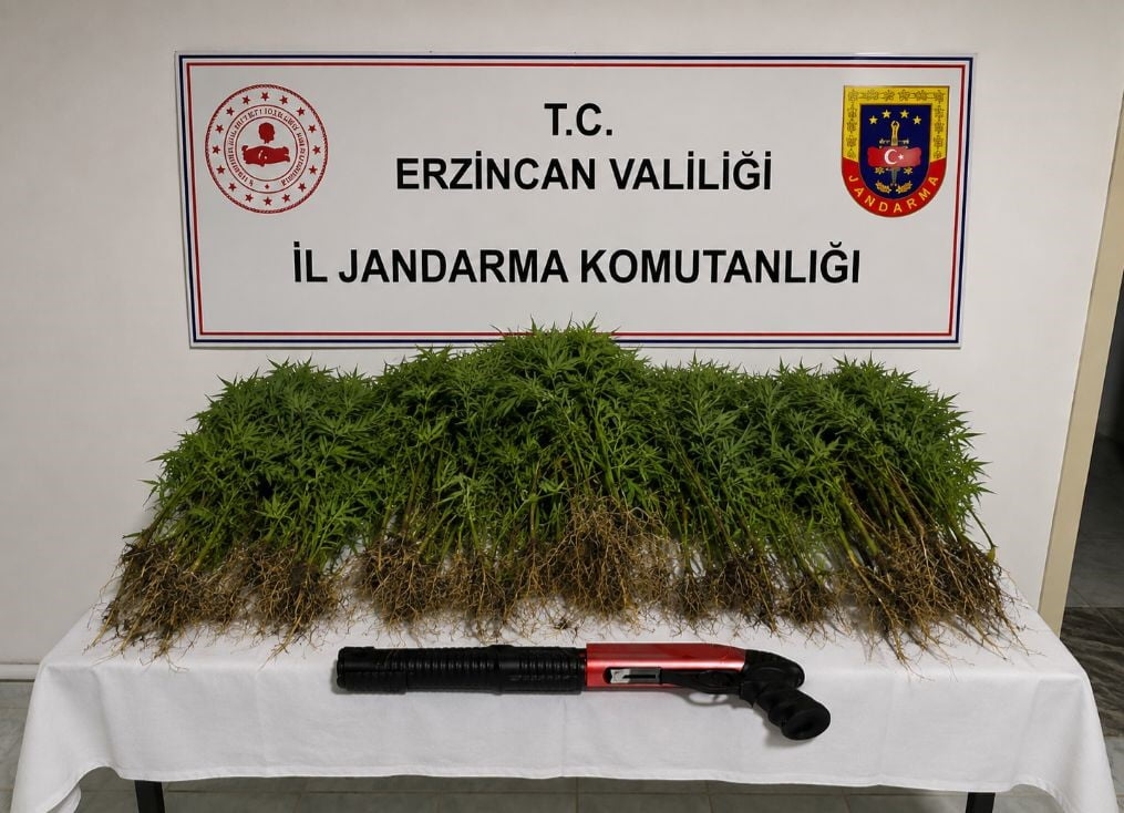 ERZİNCAN’IN TERCAN İLÇESİNDE JANDARMA EKİPLERİNCE DÜZENLENEN UYUŞTURUCU OPERASYONUNDA 174 KÖK...