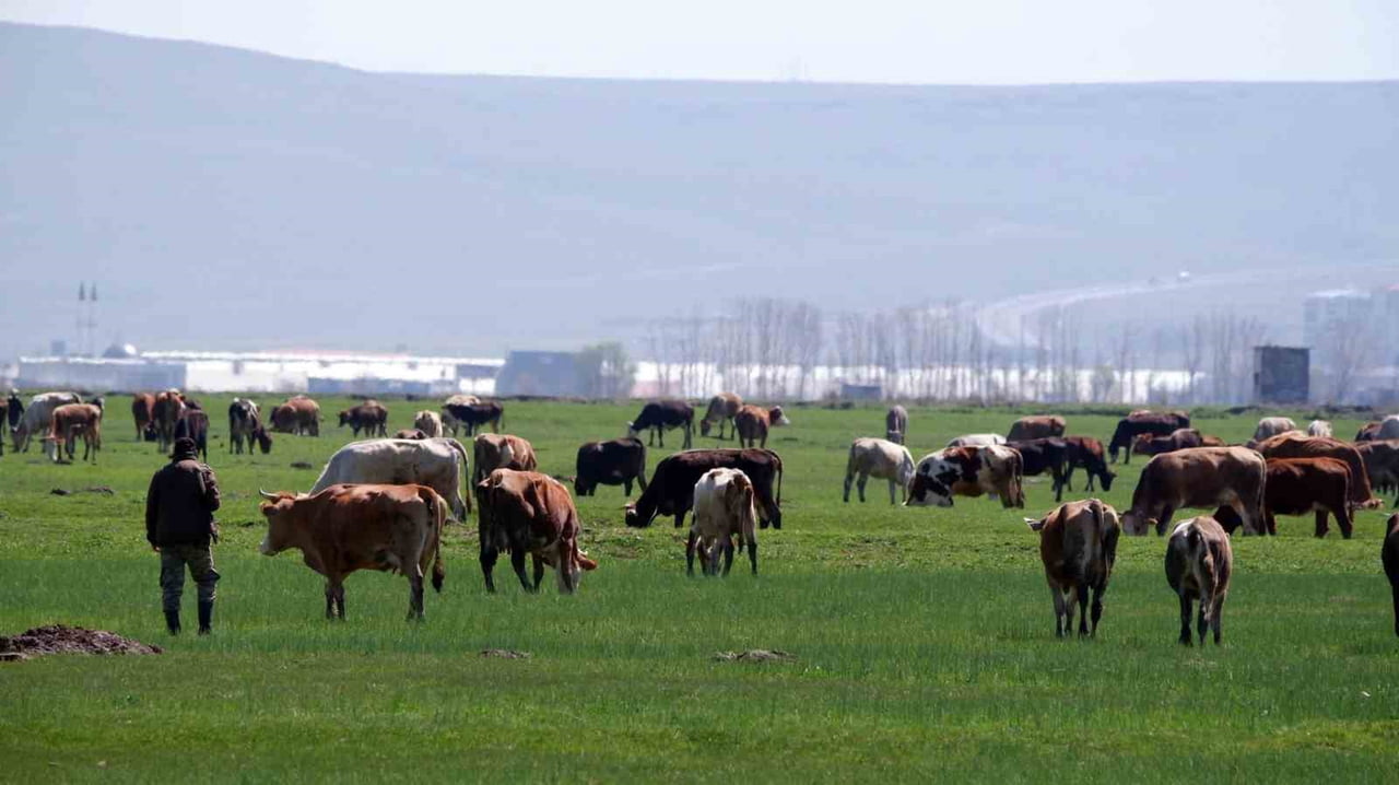 ERZURUM İL TARIM VE ORMAN MÜDÜRLÜĞÜ, KIRSAL KALKINMA YATIRIM PROGRAMI (KKYP) BAŞVURU SONUÇLARININ...