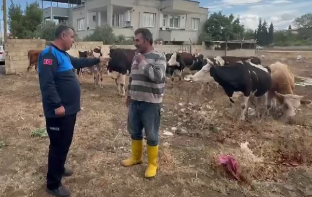 GAZİANTEP'İN İSLAHİYE İLÇESİNDE KAYBOLAN 17 BÜYÜKBAŞ HAYVAN, ZABITA VE İLÇE TARIM MÜDÜRLÜĞÜ...