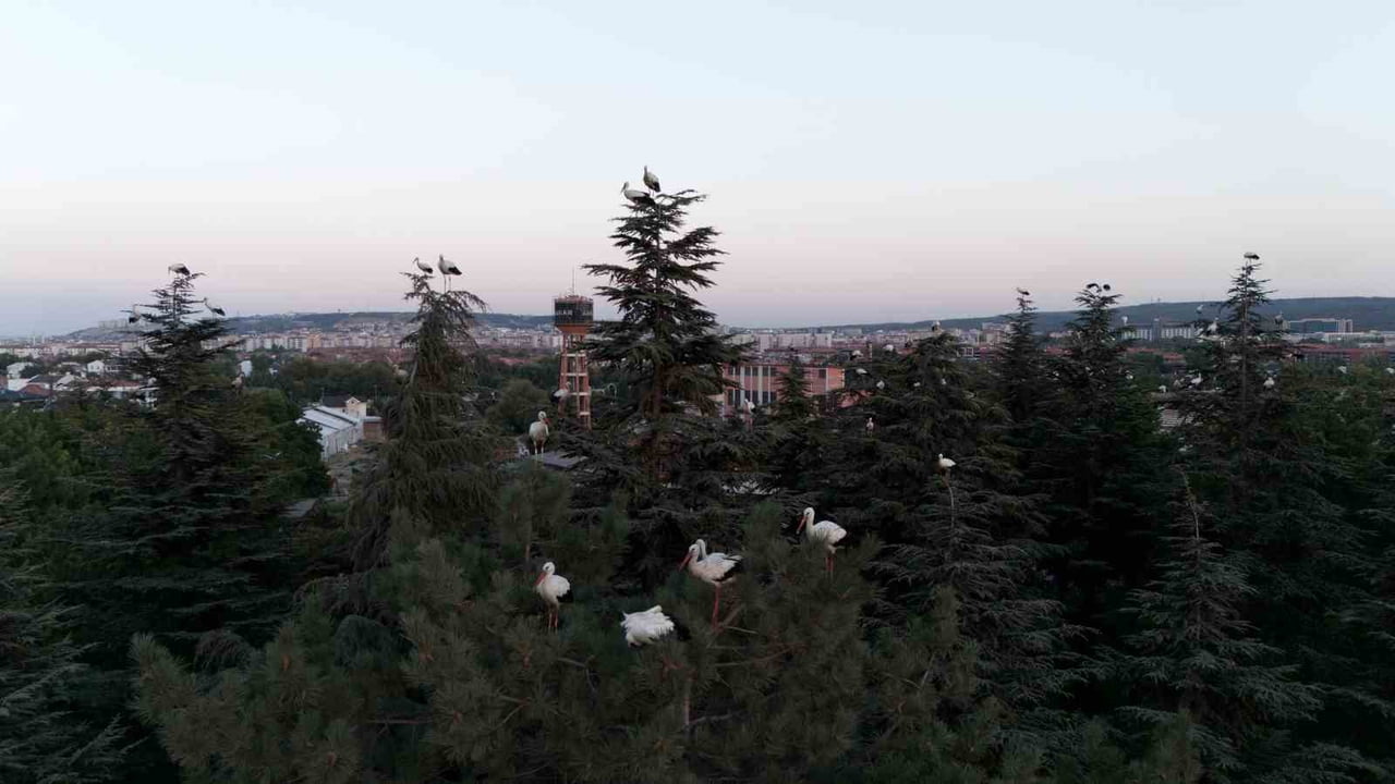GÖÇ YOLCULUĞUNA ESKİŞEHİR'DE MOLA VEREN LEYLEKLERİN HAVADAN DRON İLE GÖRÜNTÜSÜ HOŞ MANZARALAR...