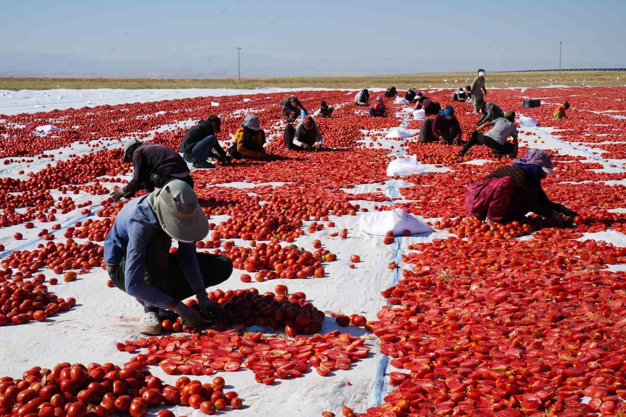 GÜNEŞ VE POYRAZLA KURUTULAN NİĞDE DOMATESİ DÜNYA SOFRALARINA ULAŞIYOR