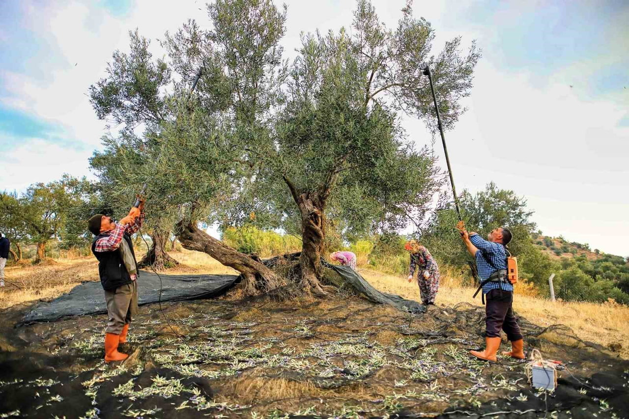 GÜNEY MARMARA’DA ZEYTİN HASADI BAŞLADI