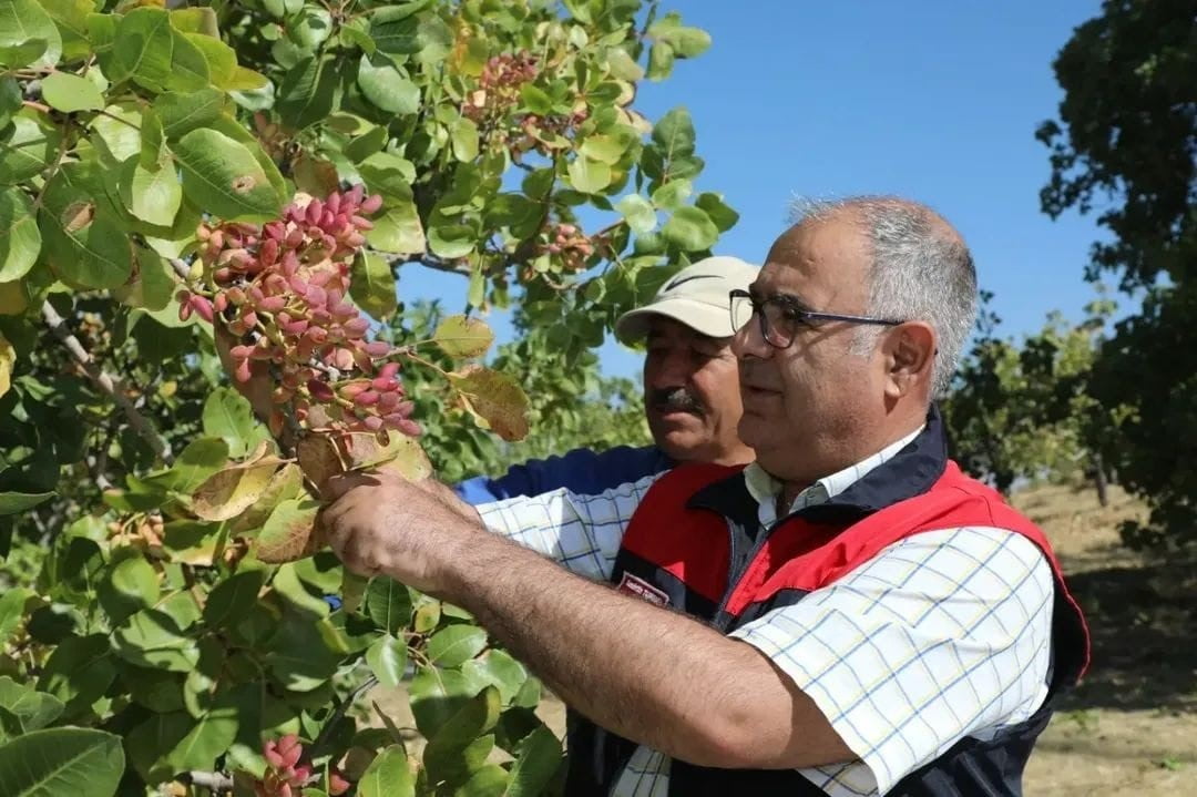 HASAT PROGRAMINA KATILAN  İL TARIM VE ORMAN MÜDÜRÜ SAADETTİN TAŞKESEN  VE  TEKNİK PERSONEL...