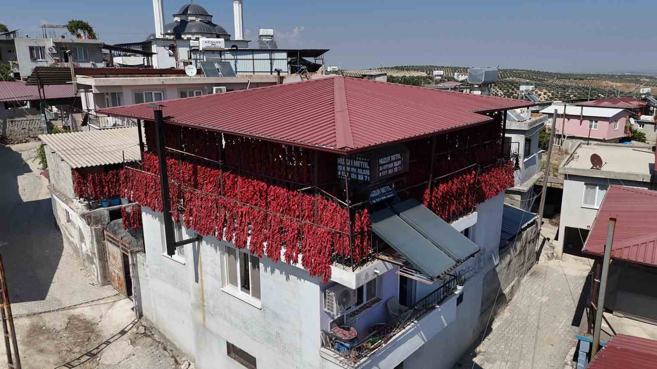 HATAY'DA TARLALARDAN HASAT EDİLEN KAPYA BİBERLER, KAVURUCU SICAĞA VE ZORLAYAN ACIYA RAĞMEN TEK TEK...