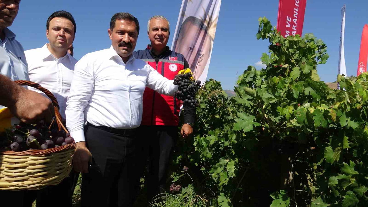 HATAY'IN VERİMLİ TOPRAKLARINDA ÇİFTÇİLERİN EMEKLERİYLE ÜRETİLEN ÜZÜMDE HASAT BAŞLADI. HATAY VALİSİ...