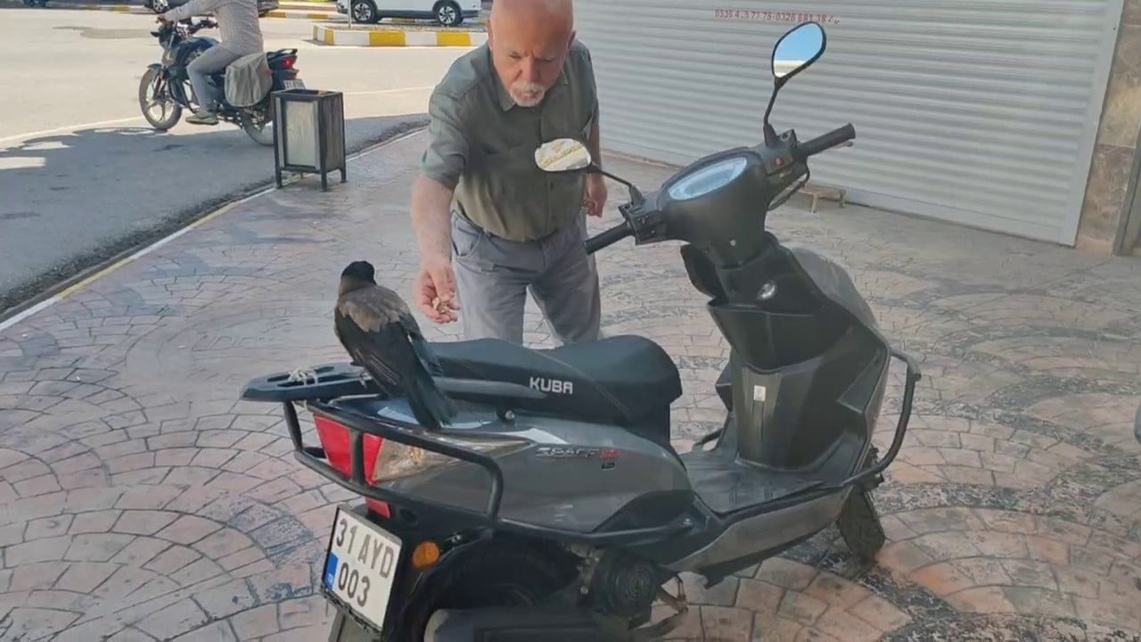 HATAY’DA MAHALLELİNİN DOSTU OLAN KARGANIN MOTOSİKLET ÜZERİNE BIRAKILAN PARAYI AĞZINA ALARAK...