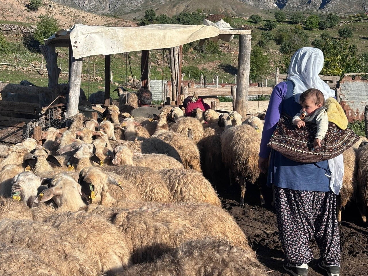 HAYVANLARI İÇİN DAHA VERİMLİ OTLAKLAR BULABİLMEK AMACIYLA KONARGÖÇER YAŞAM TARZINI SÜRDÜREN...