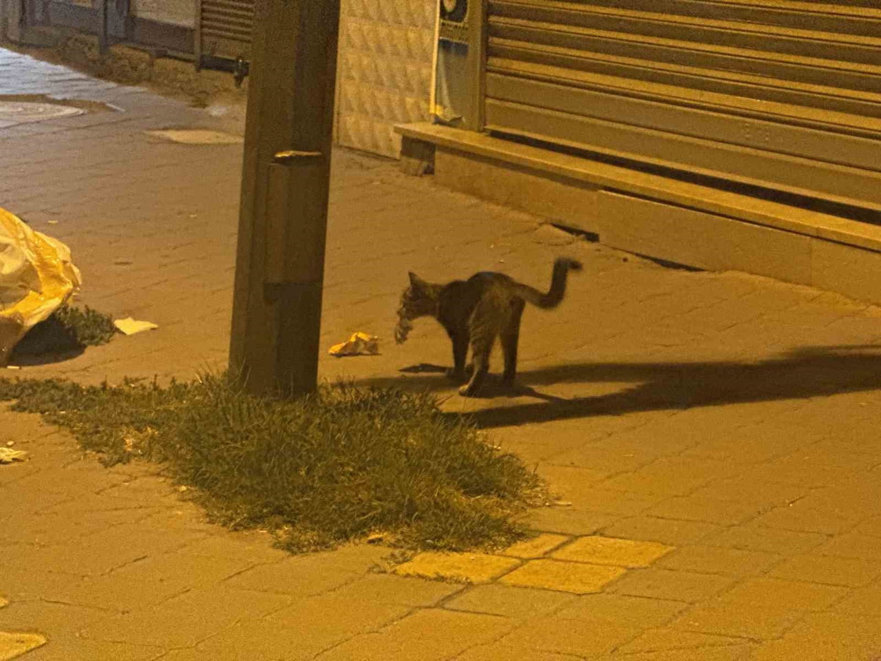 IĞDIR’DA KEDİNİN FAREYLE 20 DAKİKALIK OYUNU KAMERADA