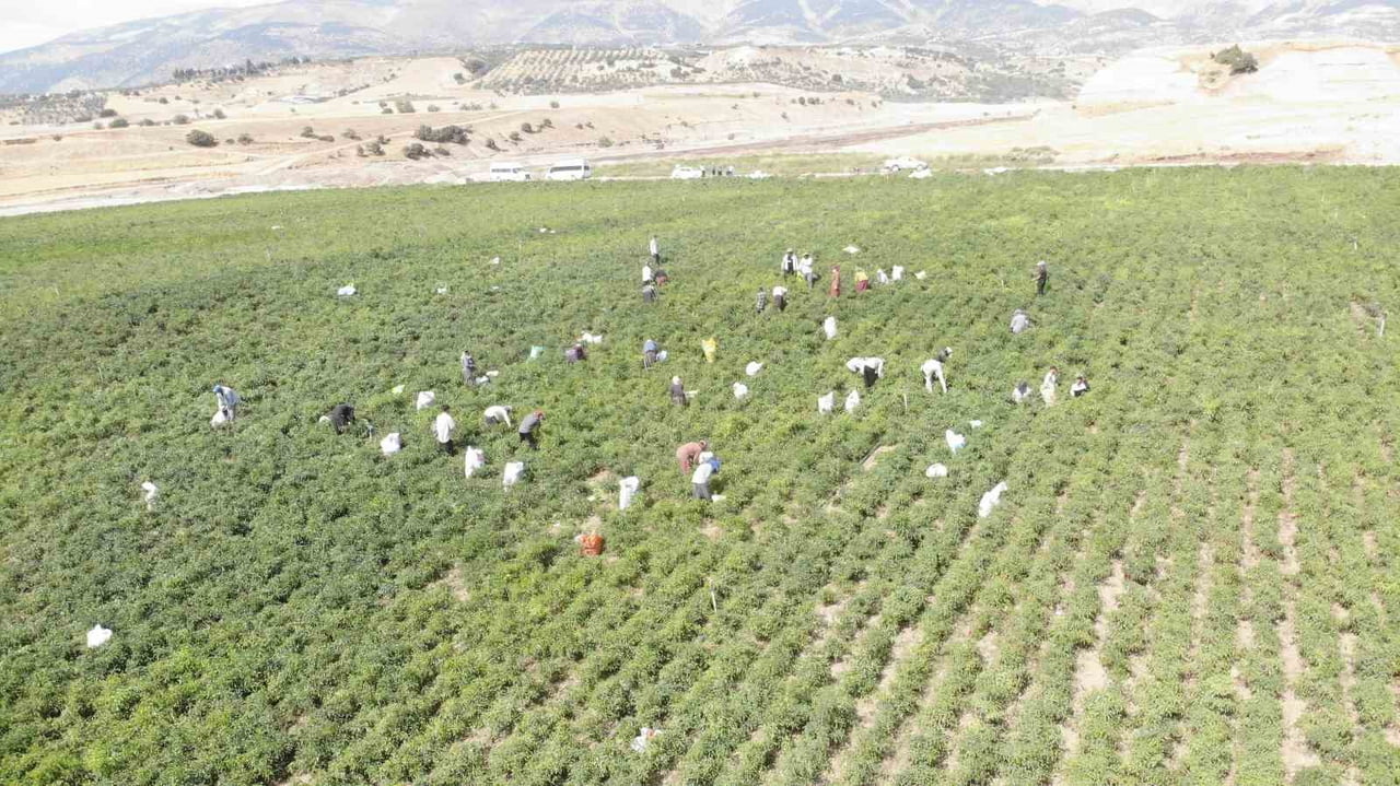 KAHRAMANMARAŞ’TA YAKLAŞIK 12 BİN DEKARLIK ALANDA YETİŞTİRİLEN MARAŞ BİBERİNDE BU YIL DA YAKLAŞIK...