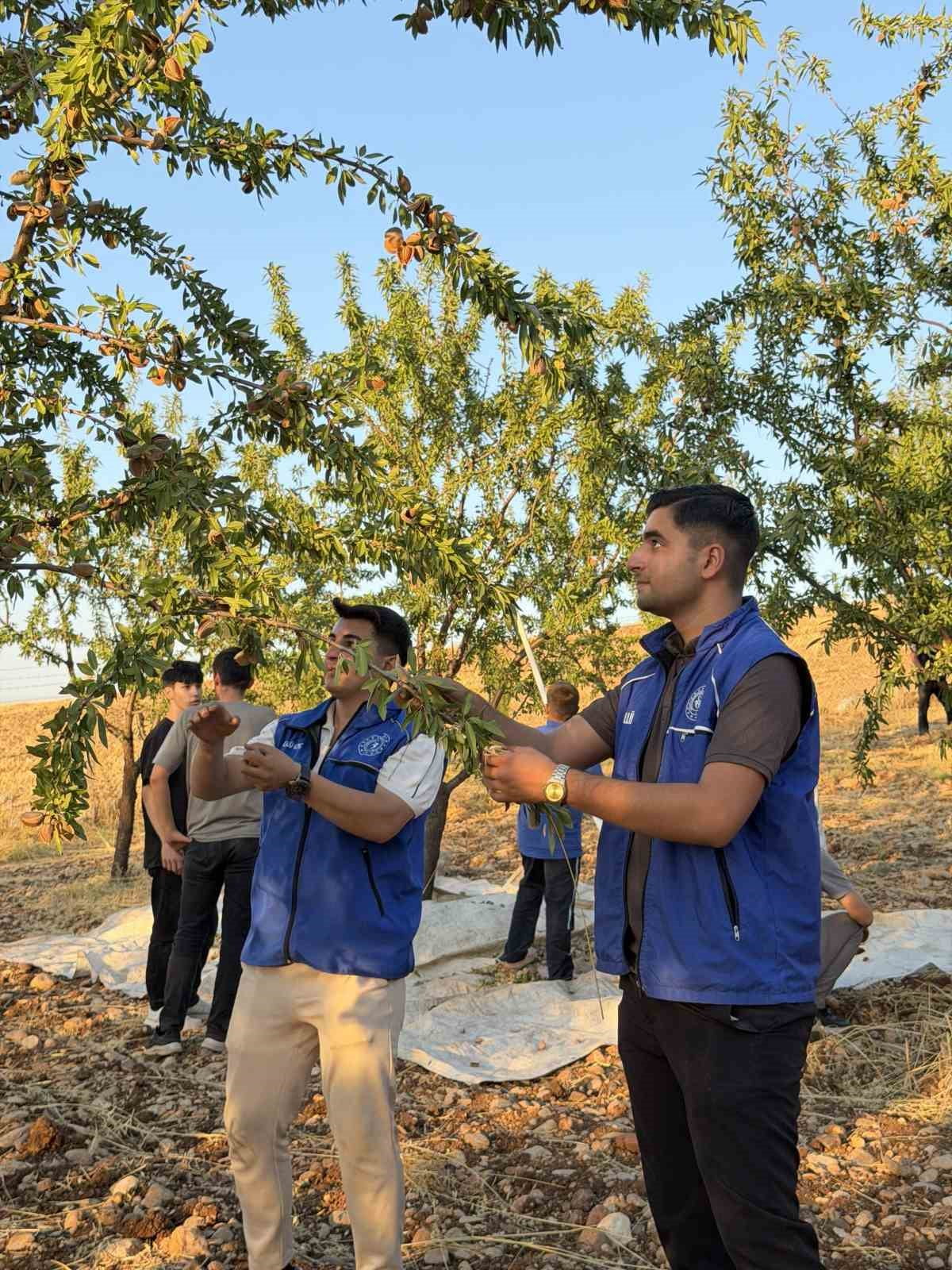 KAHTA’DA GÖNÜLLÜ GENÇLER BADEM HASADINA KATILDI