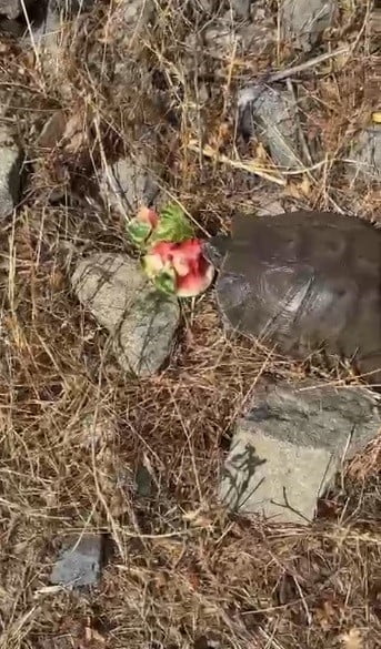 KAPLUMBAĞANIN KARPUZU AFİYETLE YEDİĞİ ANLAR CEP TELEFONU KAMERASINA YANSIDI.