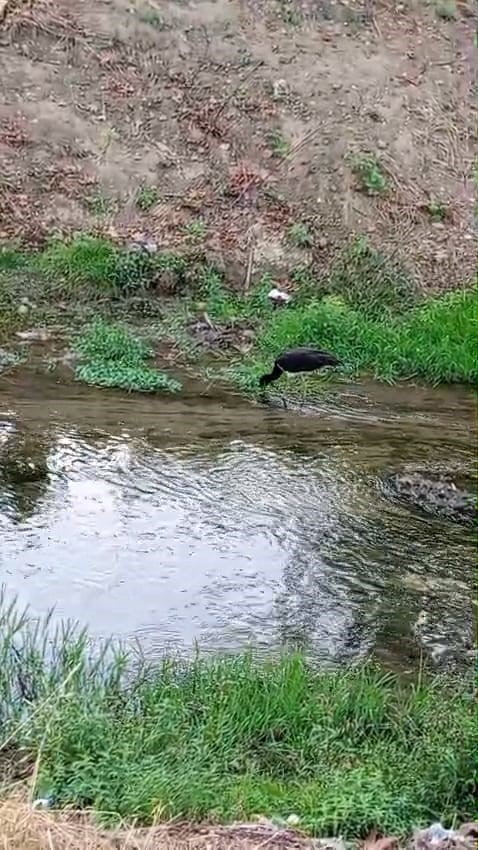 KARA LEYLEK, DERE KENARINDA BESLENİRKEN VATANDAŞLAR TARAFINDAN GÖRÜNTÜLENDİ.