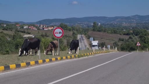 Kara yolunda başıboş hayvanlar tehlike saçıyor