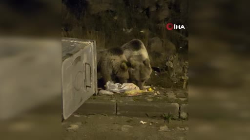 Kars’ta "Kış kapıda, ayılar sokaklarda"