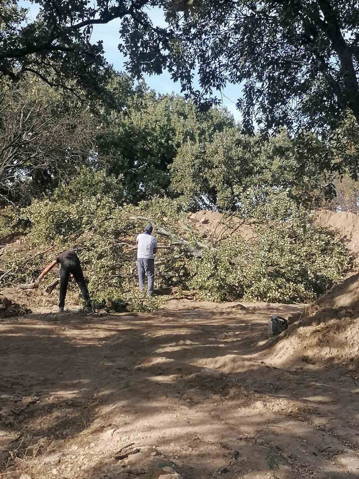 KAZI ALANINDA, KAZI SAHASININ GENİŞLETİLMESİ AMACIYLA 6 TESCİLSİZ MEŞE AĞACININ KESİLMESİNE KARAR...