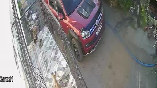 Kedi, köpek sandığı terlik hırsızı tilki çıktı
