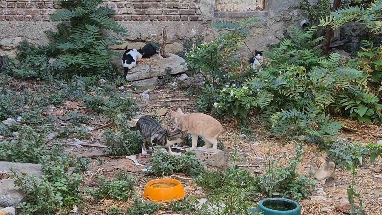 KEDİLERİN ÜREMEYE DEVAM ETTİĞİNİ İFADE EDEN OĞRAŞ, KISIRLAŞTIRMANIN ÖNEMİNE DİKKAT ÇEKEREK, "HER...