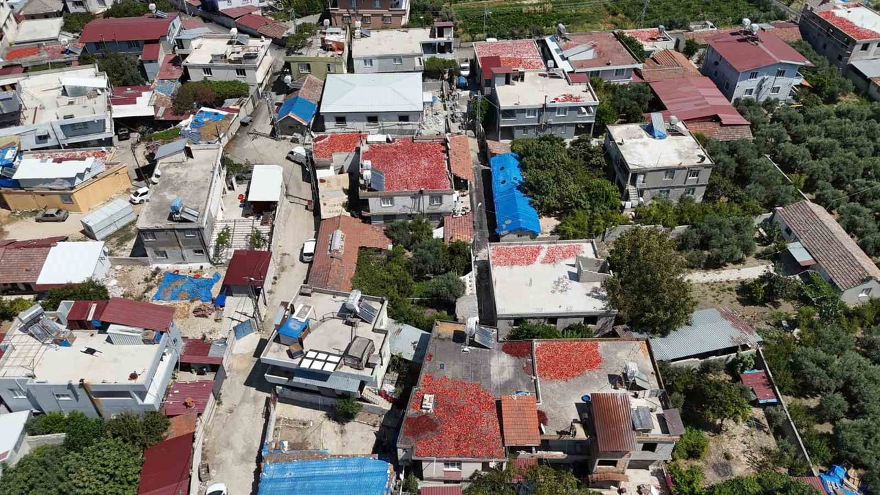 KİLOGRAM FİYATI 300 TL’DEN ALICI BULAN SALÇALIK BİBERİN KURUMASI İÇİN SERİLEN DAMLAR KIRMIZIYA...