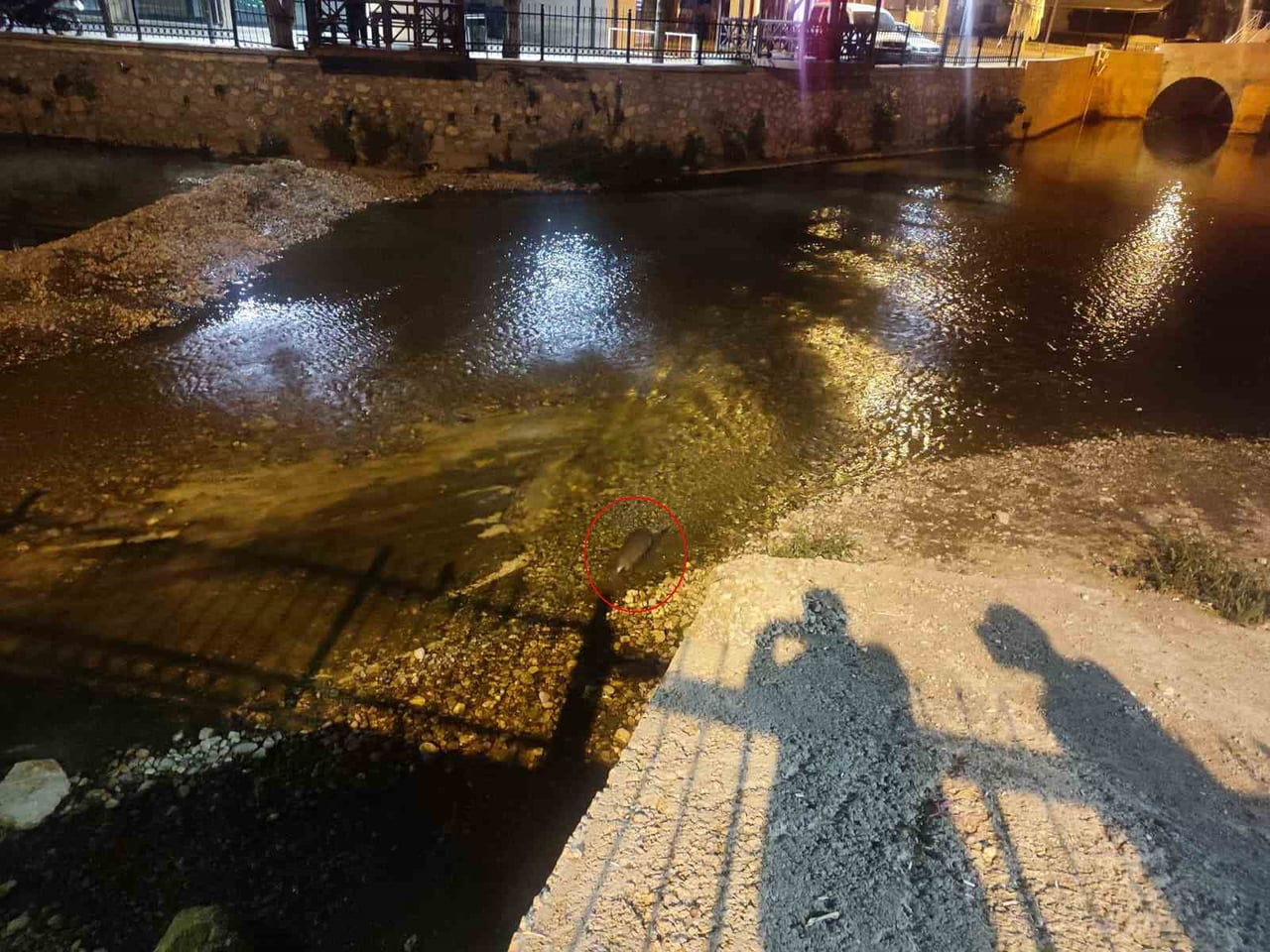 KONYA’NIN BOZKIR İLÇE MERKEZİNDEN GEÇEN ÇARŞAMBA ÇAYI İÇERİSİNDE SU SAMURU...