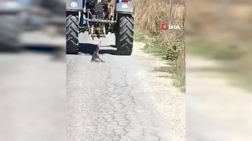 Köpeği traktöre bağlayarak sürükledi