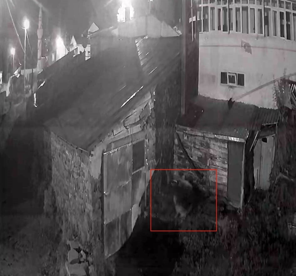 KÖY YERLEŞİMİNE KADAR İNEN BİR KURT, BİR EVİN BAHÇESİNDEKİ KÖPEĞE SALDIRDI.