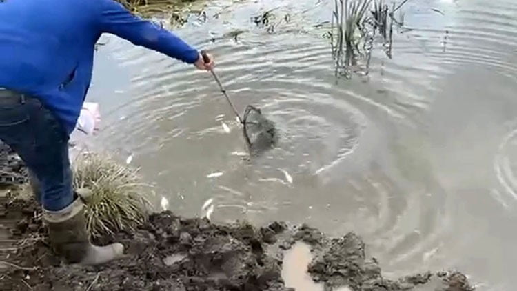 KURA NEHRİ'NDE ÇOK SAYIDA BALIK ÖLDÜ