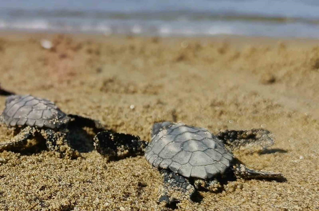 KUŞADASI’NDA KORUMA ALTINDAKİ YUVALARIN DIŞINDA GERÇEKLEŞEN SÜRPRİZ CARETTA CARETTA ÇIKIŞINDA 59...