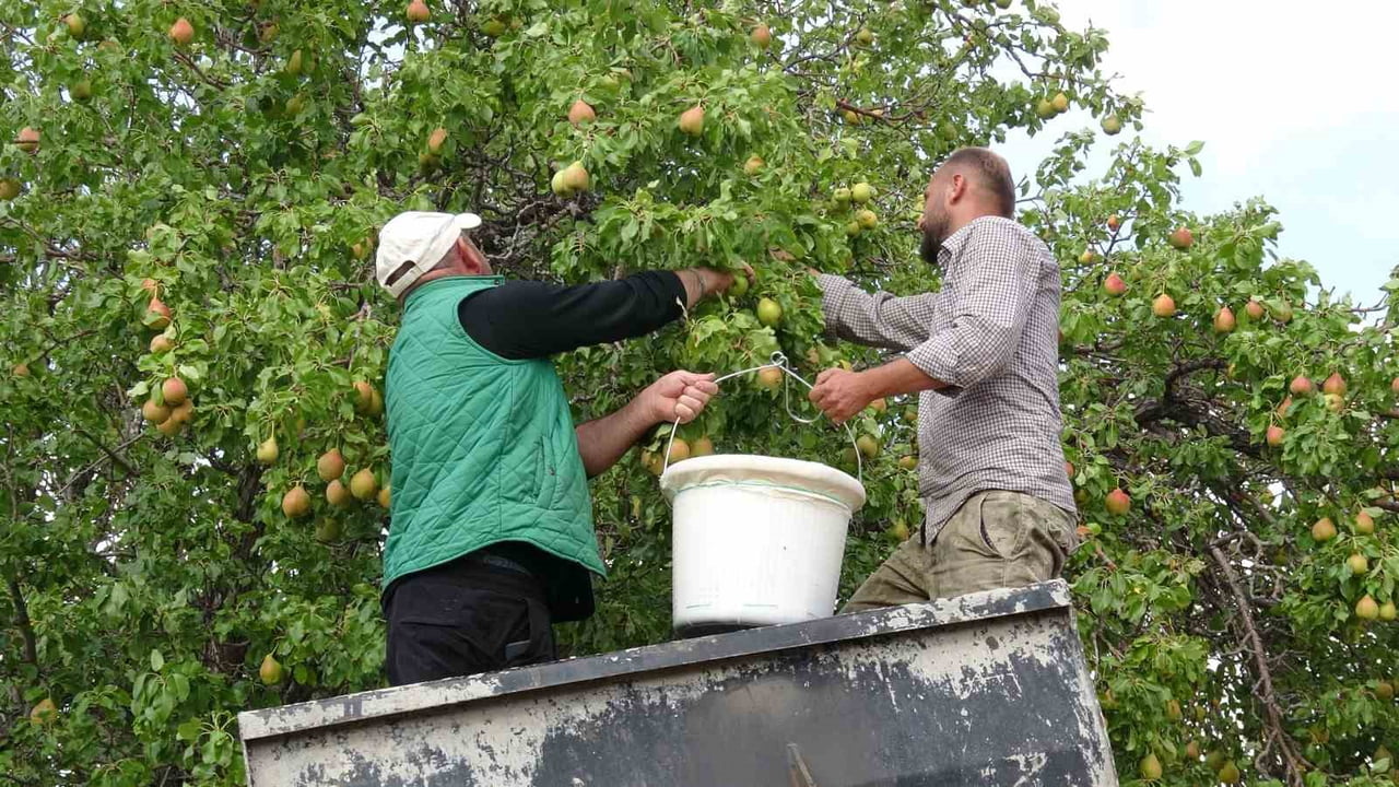 MALATYA'DA COĞRAFİ İŞARET TESCİLLİ AKÇADAĞ ARMUDUNDA HASAT BAŞLADI