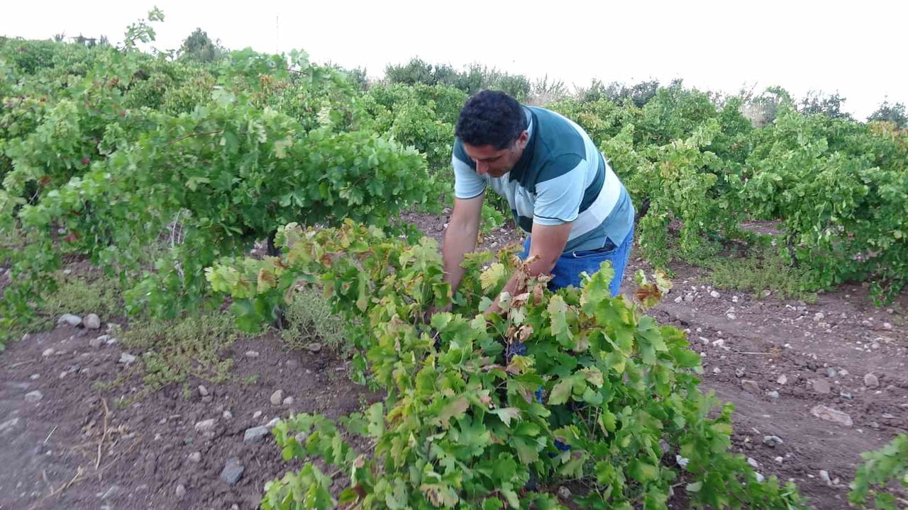 MALATYA'NIN HEKİMHAN İLÇESİNDE HASADI TAMAMLANAN ÜZÜM YÜKSEK VERİMİ VE CAZİP FİYATLARIYLA...