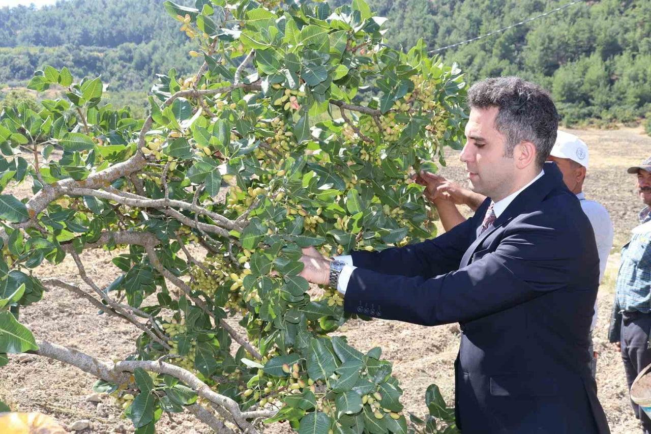 MANİSA’NIN SELENDİ İLÇESİNDE SON YILLARDA DEVLET DESTEKLERİYLE YAYGINLAŞTIRILAN VE "YEŞİL ALTIN"...