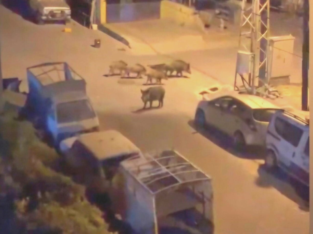MARMARİS’TE GECE YARISI DOMUZ KOVALAMACASI! HİSARCIKLI AVCILAR TERLİKLERİ FIRLATTI