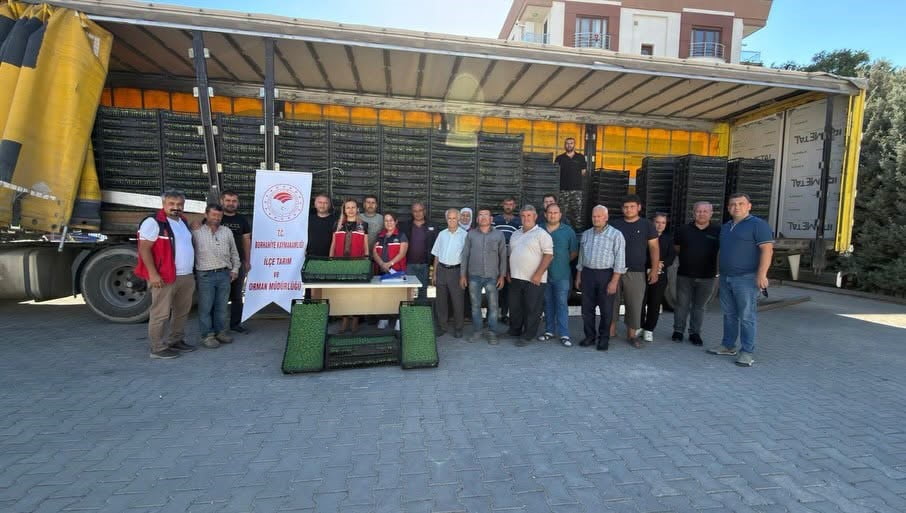 MARUL FİDESİ DAĞITIMI