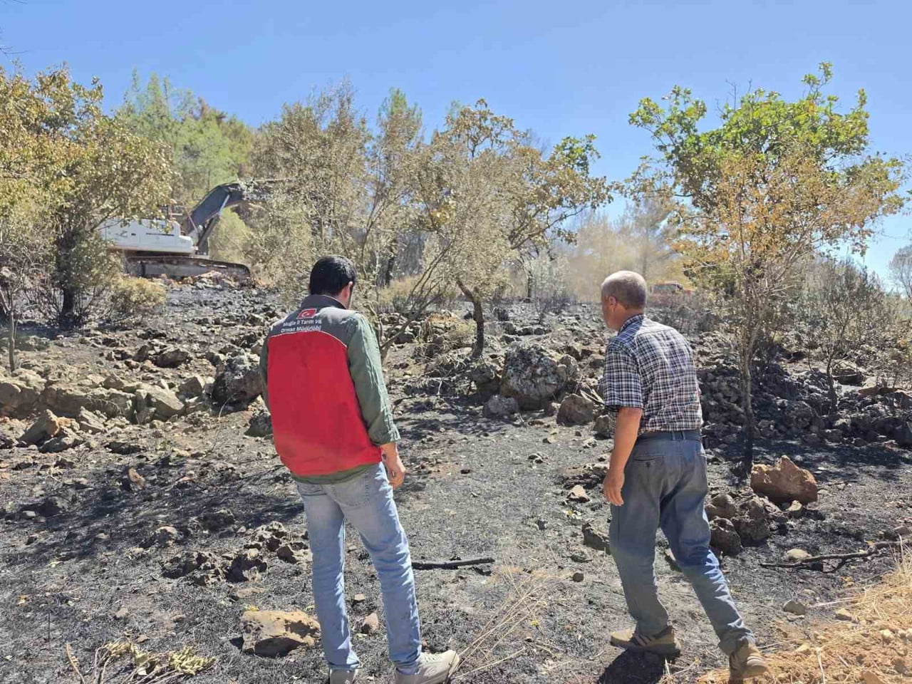 MENTEŞE'DE YANGIN SONRASI TARIM ARAZİLERİNDE HASAR TESPİT ÇALIŞMALARI SÜRÜYOR