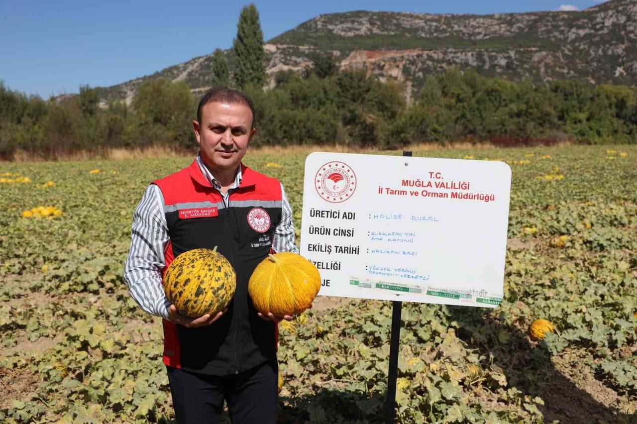 MENTEŞE’DE YAYLA KAVUNU VE ATA SEBZELERİNİN HASADI YAPILDI